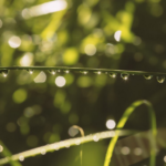 Descubra a importância do Manejo Hídrico Florestal e da irrigação inteligente para o mogno africano. Otimize recursos e garanta sucesso.