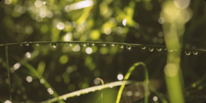 Descubra a importância do Manejo Hídrico Florestal e da irrigação inteligente para o mogno africano. Otimize recursos e garanta sucesso.