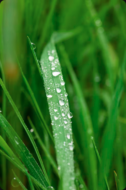 Descubra a importância do Manejo Hídrico Florestal e da irrigação inteligente para o mogno africano. Otimize recursos e garanta sucesso.