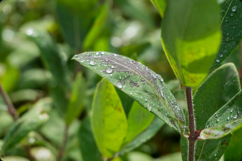 Descubra a importância do Manejo Hídrico Florestal e da irrigação inteligente para o mogno africano. Otimize recursos e garanta sucesso.