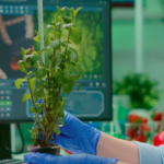 Biotecnologia Mogno Africano: A Vanguarda da Produtividade para Florestas do Futuro