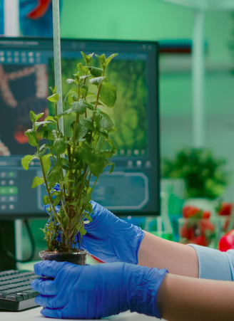 Biotecnologia Mogno Africano: A Vanguarda da Produtividade para Florestas do Futuro