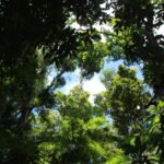 Florestas como Herança Sustentável