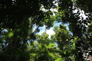 Florestas como Herança Sustentável