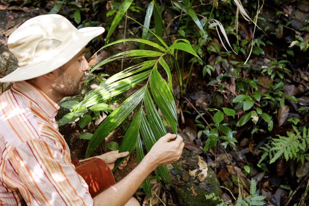 Otimização de Microclimas Florestais