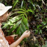 Otimização de Microclimas Florestais