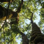 Parceria ESG Florestal